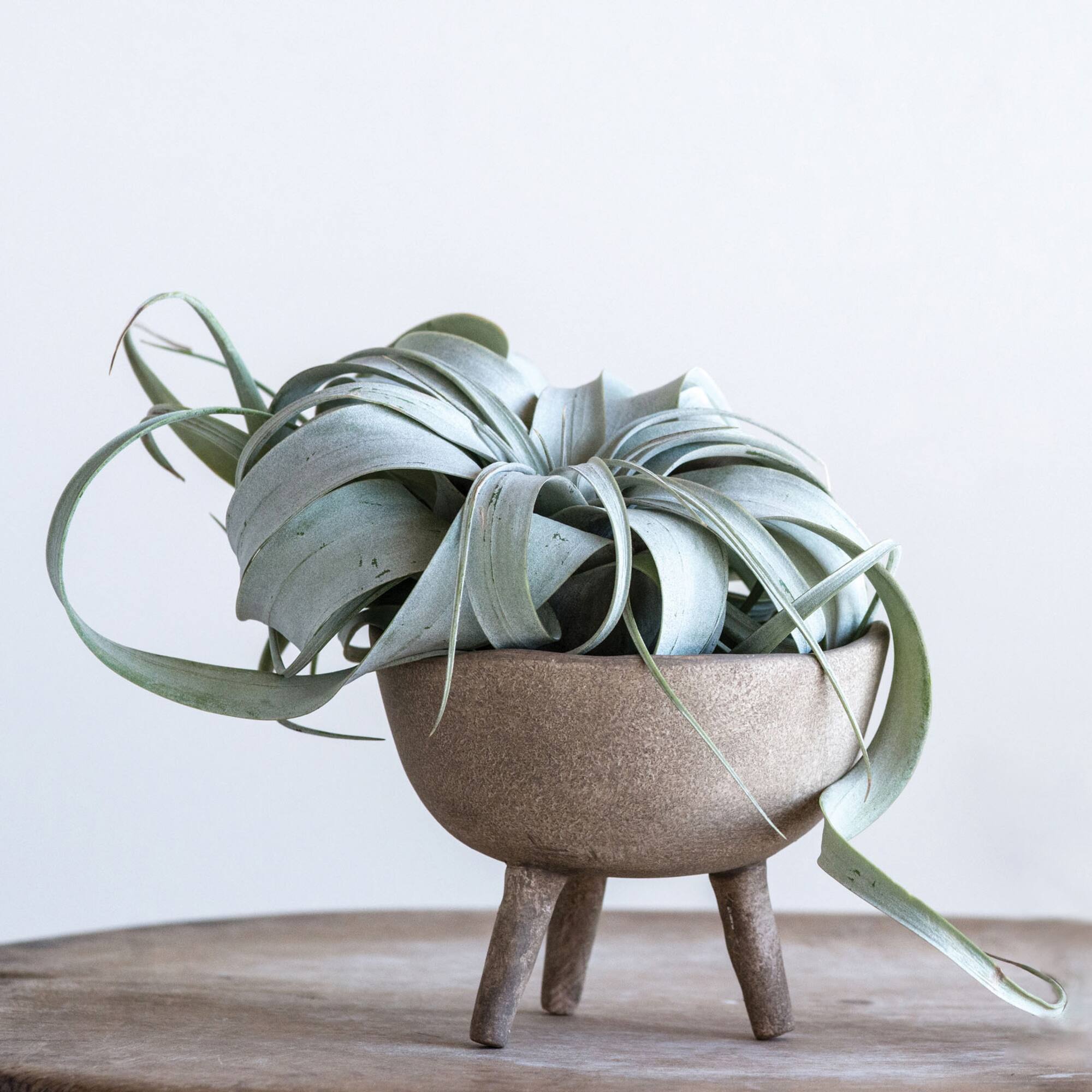 5.5" Large Matte Taupe Terracotta Footed Planter